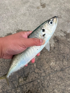 マルアジの釣果