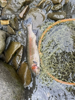 ニジマスの釣果