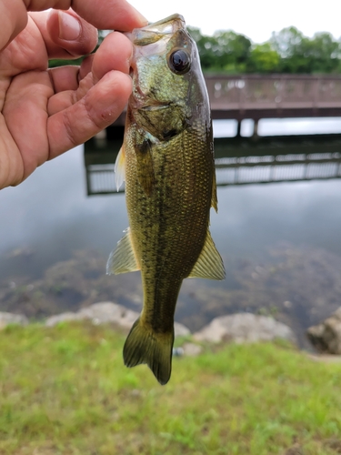 ラージマウスバスの釣果