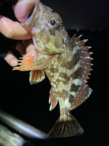 カサゴの釣果