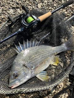キビレの釣果