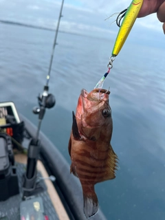 ヤミハタの釣果