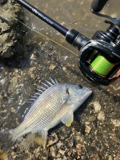 キビレの釣果