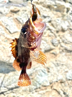 カサゴの釣果