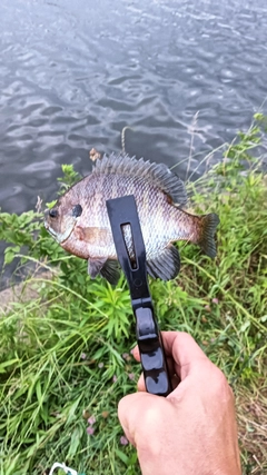 ブルーギルの釣果