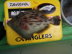 カワハギの釣果