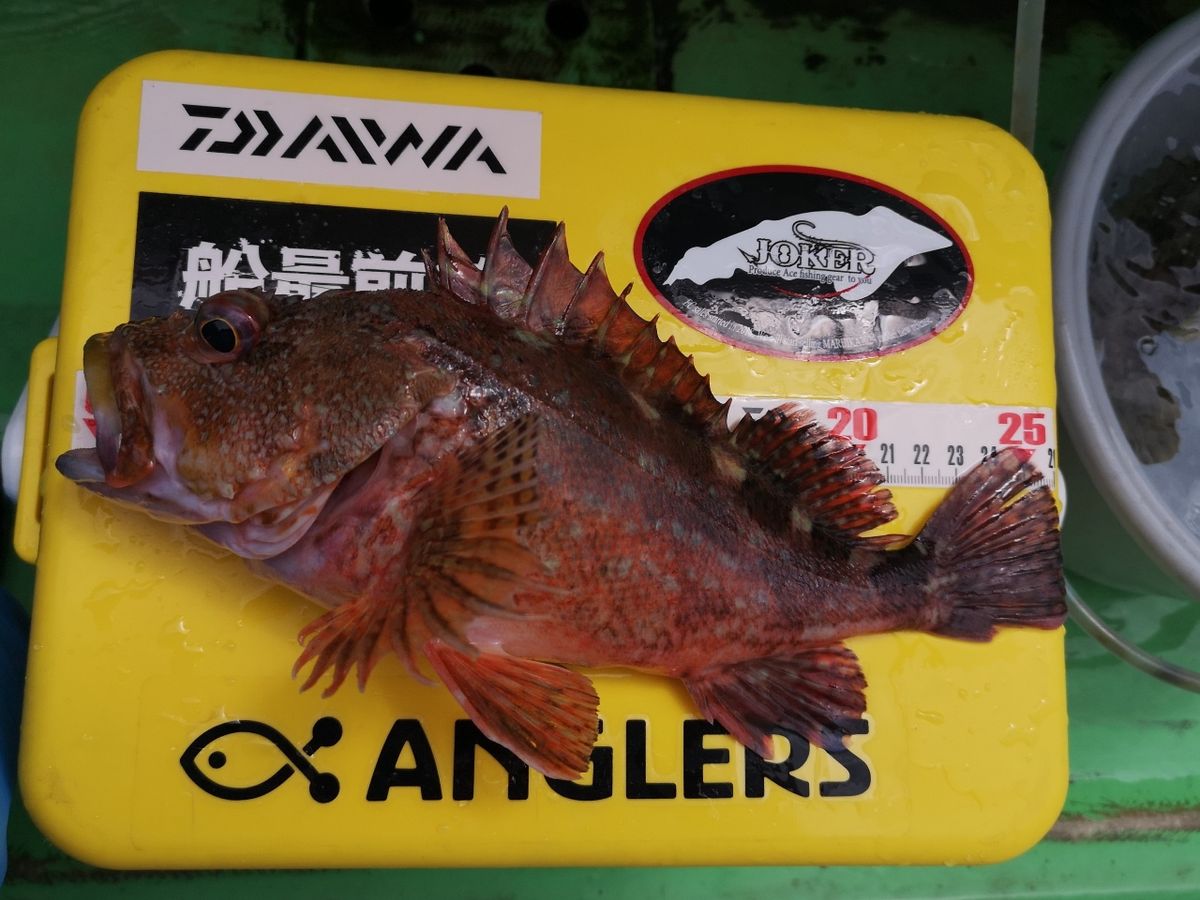 にゃんすけさんの釣果 2枚目の画像