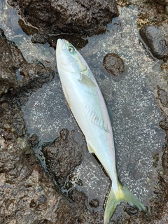 イナダの釣果