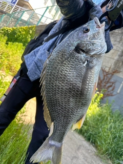 キビレの釣果