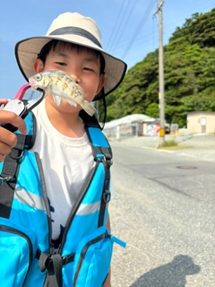 シロメバルの釣果