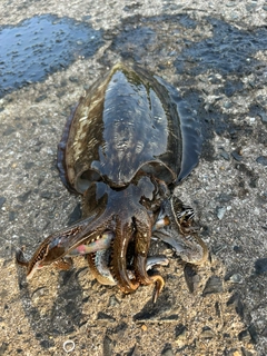 コウイカの釣果