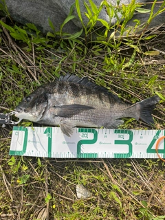 チヌの釣果