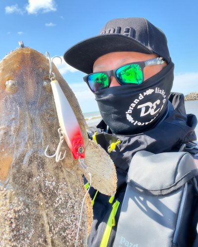 マゴチの釣果