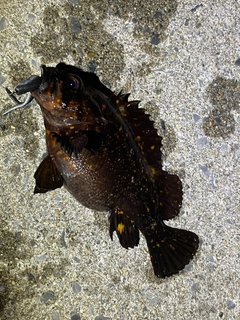 オウゴンムラソイの釣果