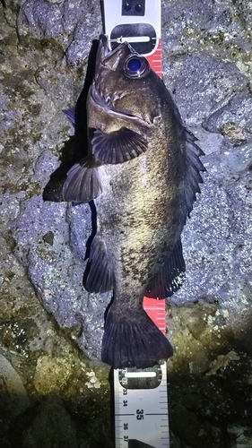 クロメバルの釣果