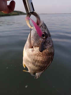 キビレの釣果