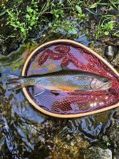 ブルックトラウトの釣果