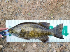 スモールマウスバスの釣果