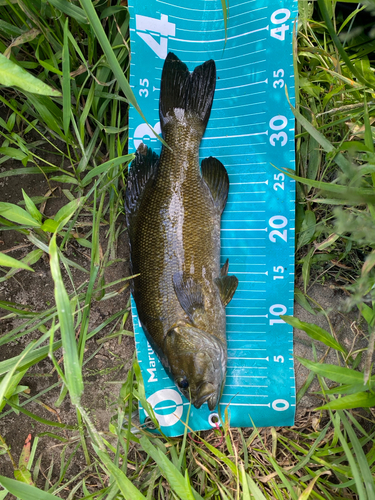 スモールマウスバスの釣果