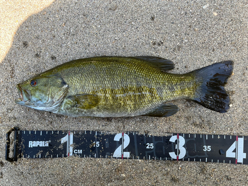 スモールマウスバスの釣果