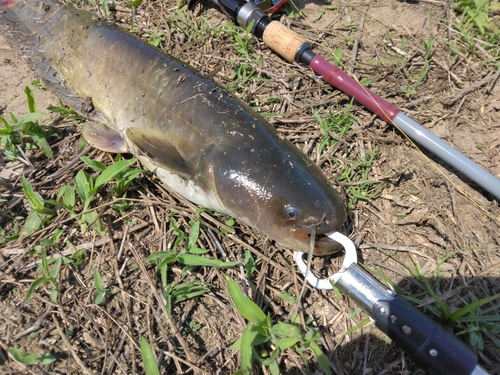 マナマズの釣果