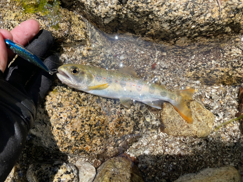 アマゴの釣果