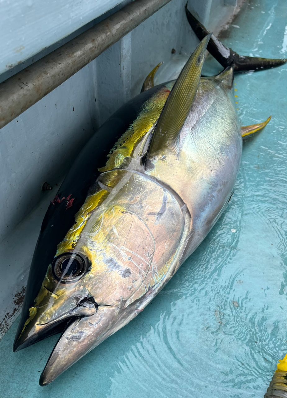 Sea🎣saaaaa〜さんの釣果 3枚目の画像