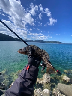 アイナメの釣果