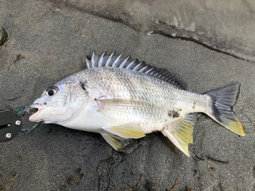 キビレの釣果