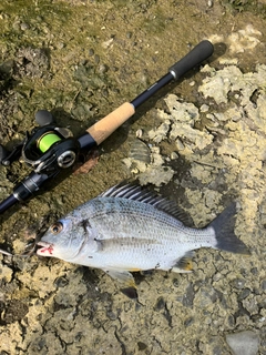 キビレの釣果