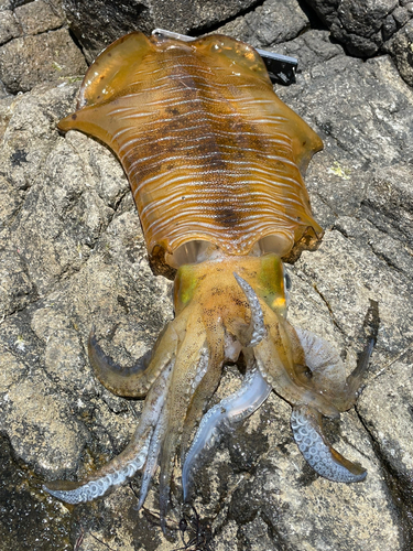 アオリイカの釣果