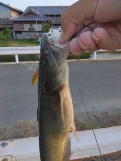 ナマズの釣果