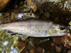 ヤマメの釣果