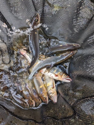 アユの釣果