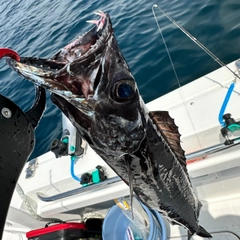 クロシビカマスの釣果