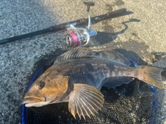 アイナメの釣果