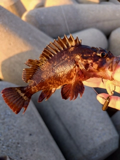 クロソイの釣果