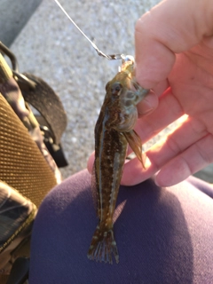 アナハゼの釣果