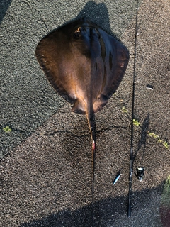 アカエイの釣果