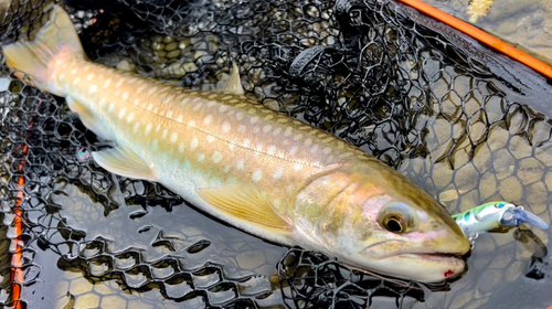 アメマスの釣果