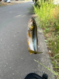 カワムツの釣果