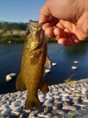 スモールマウスバスの釣果