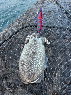 シリヤケイカの釣果