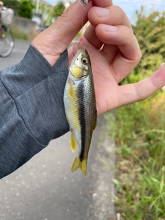 カワムツの釣果