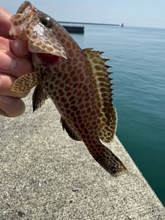 オオモンハタの釣果