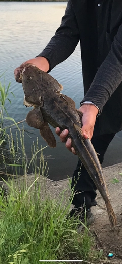 マゴチの釣果