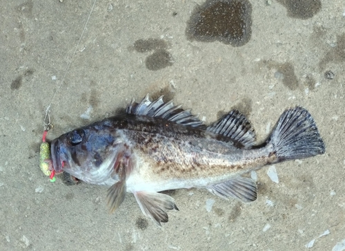 クロソイの釣果