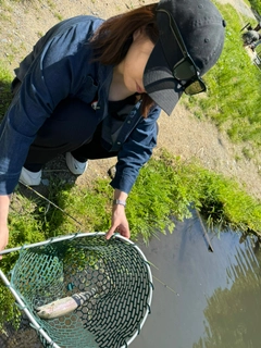 ニジマスの釣果