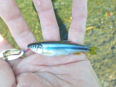 カワムツの釣果