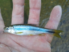 カワムツの釣果